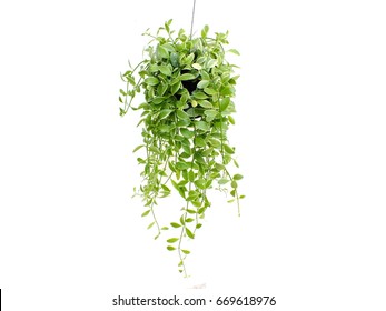 Green Plant Hanging Isolated On White Background