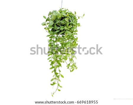 green plant hanging isolated on white background