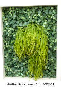 A Green Plant Hanging On The Wall In A Frame At Shanghai Flower Port Greenhouse China.