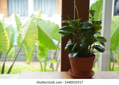 green plant at home, plant background - Shutterstock ID 1440531917