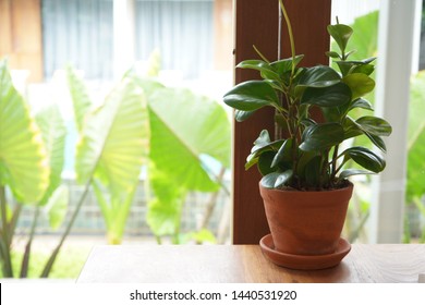 green plant at home, plant background - Shutterstock ID 1440531920
