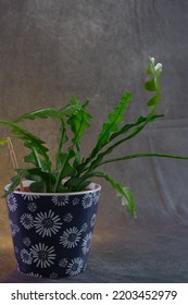 Green Plant. Ideal For Promotion Flower Business. Depth Of Field. Space For Adding Words.