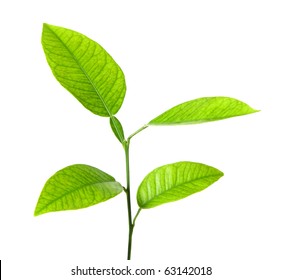 Green plant isolated over white