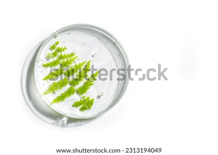 Green plant leaf and gel in petri dish isolated on white background. Natural eco beauty, herbal cosmetic laboratory and organic skin care concept.