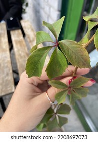 Green Plant Leaf With In The Hand Of Girl, Show Us Beauty Of The Nature In Autumn.