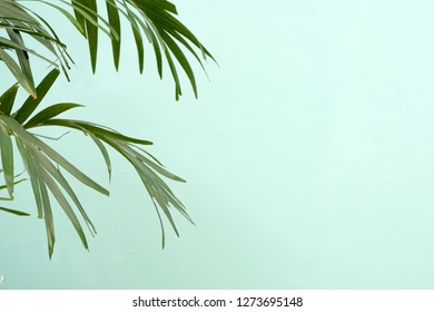 Green Plant Leaves Against Blue Background