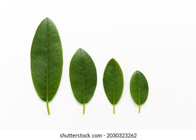 Green Plant Leaves Are From Big To Small On White Background. Eco Friendly, Growing Concept, Stage Of Growth