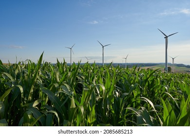 Green plant leaves of a maize (corn) field. Some wind turbines in front of a blue cloudy sky. Germany, Schnittlingen. - Powered by Shutterstock