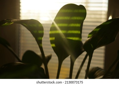 Green Plant Leaves, Window And Natural Sunny  Light At Home Interior. Green Leaves On The Background Of Blinds. Window With Blinds. Daylight 