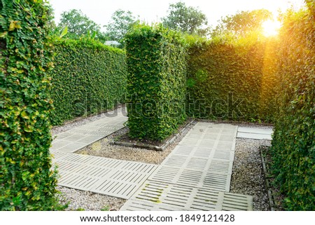 Green plant maze wall .Labyrinth maze garden. A spiral movement build from the vine is creep and sticking on the wall with sunlight and isolated white  background in the park.