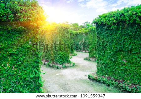 Green plant maze wall.Labyrinth maze garden.A spiral movement build from the vine is creep and sticking on the wall with sunlight and blue sky background in the park.