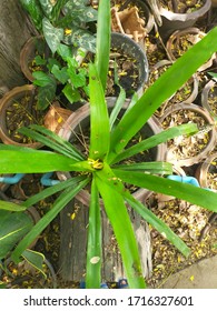  green plant in  my garden. - Shutterstock ID 1716327601