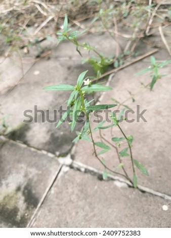 green plant in my house Stock photo © 