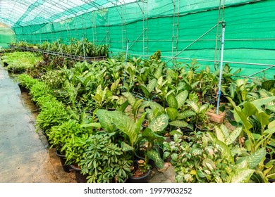 Green plant in a nursery garden watering system in action - Shutterstock ID 1997903252