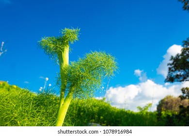 Green plant on blue sky background. Flower on blue sky.