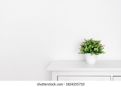 Green plant on a sideboard in front of a white wall. Minimalist scene.