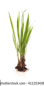 Green Plant On A White Background