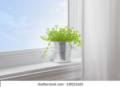 Green Plant On A Window Sill In A Modern Home.