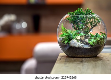 Green plant on wooden table. House decoracion. - Powered by Shutterstock