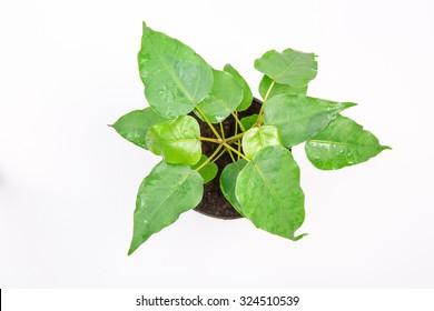 Green Plant  In A Pot Above View