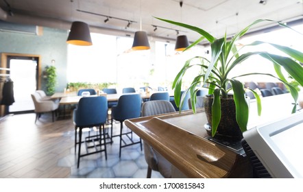 Green Plant In Pot In Modern City Restaurant Interior, No People, Quarantine, Coronavirus, Take Away, Panorama