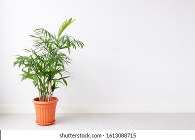 Green Plant in a pot on a white wall. Empty space. - Shutterstock ID 1613088715