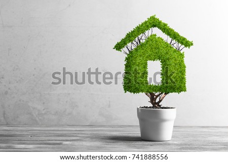 Green plant in pot shaped like house