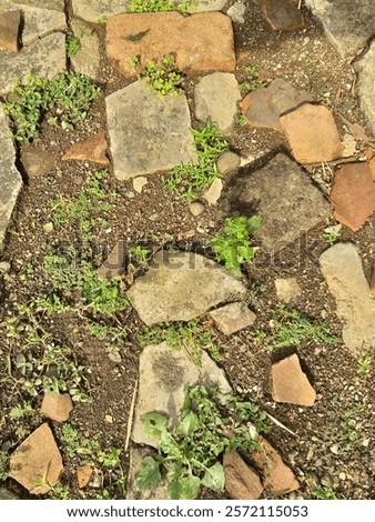 Similar – Image, Stock Photo Cobblestone with moss, autumnal