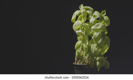 Green Plant Regenerating Timelapse Footage Against Dark Background