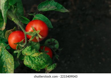 Green Plant With Ripe Red Tomatoes In Garden, Above View. Space For Text