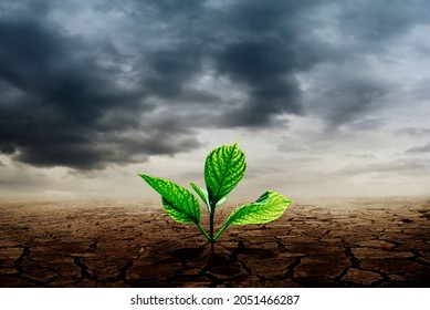 Green Plant Seedling Growing In Dry Soil. Global Warming And Climate Change Concept. Desert Landscape Environment. Ecology Problem And Planet Protection.