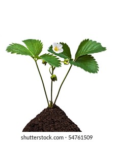 Green Plant Soil On White Background Stock Photo 54761509 | Shutterstock