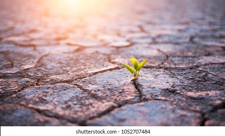 Green Plant Sprout In Desert