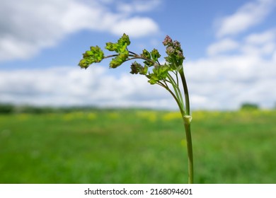 A Green Plant Sprout On A Blurry Landscape Background On The Field.