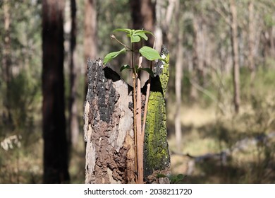 Green plant sprouting from burnt tree stump on sunny winter day.