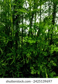 green plant stems as background