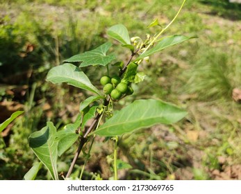 Green Plant Strychnos Potatorum With Small Fruit On The Stem