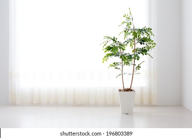 Green Plant In The Sunny White Room