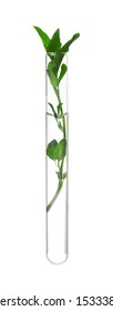 Green Plant In Test Tube On White Background