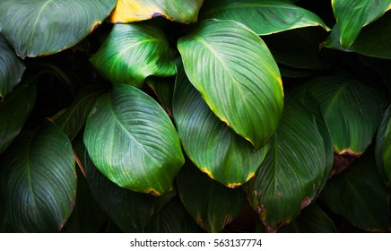 Green Plant Texture Background