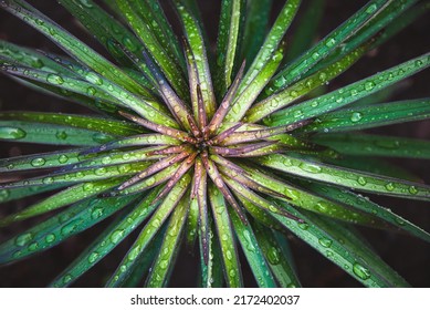 Green Plant Texture, Garden Lily Leaves Wet From Rain, Overhead View, Natural Fractals Background