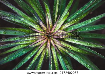 Green plant texture, Garden lily leaves wet from rain, overhead view, natural fractals background