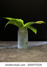 Green Plant In Translucent Vase, Underexposed