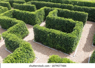 Green plant tree maze wall. Labyrinth maze garden. Build from the tree forming a wall in the park. - Shutterstock ID 1879077484