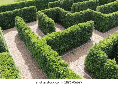 Green plant tree maze wall. Labyrinth maze garden. Build from the tree forming a wall in the park. - Shutterstock ID 1896706699