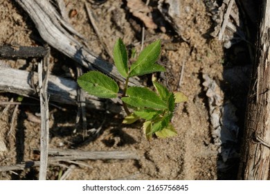 A green plant with triangular sandy leaves leans towards the sun. Gray sand, old branches and withered leaves in the background. Untouched nature.