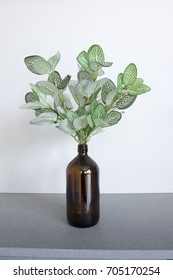 Green plant in vase decorated for room