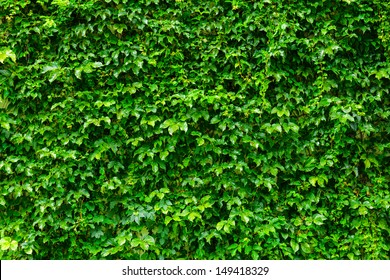 Green plant wall Stock Photo