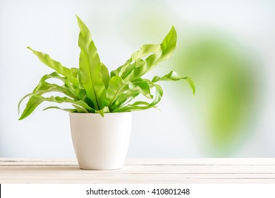 Green Plant In A White Flowerpot On A Wooden Desk