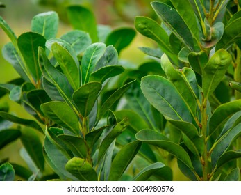 The Green Plant Of Yerba Mate